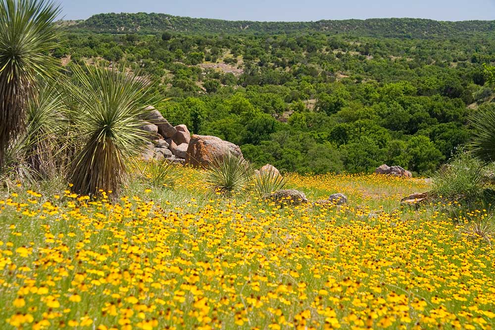 yellow wildflowers