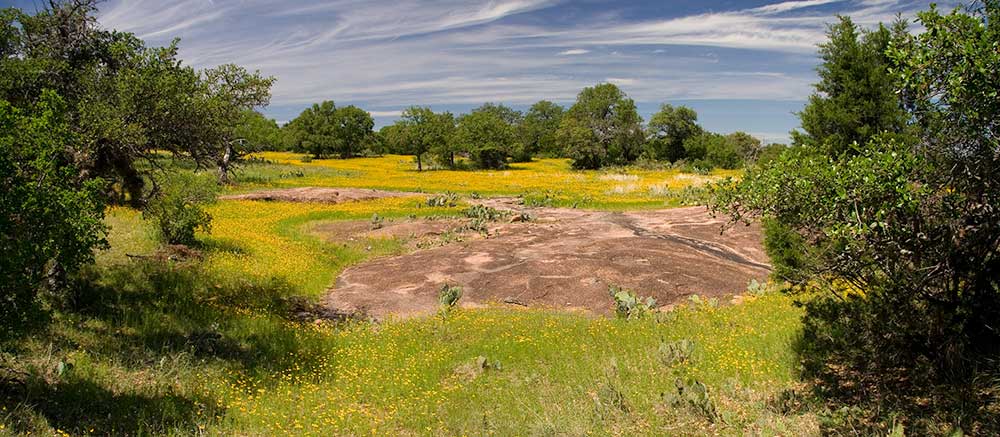 wildflowers